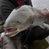 Atlantic salmon