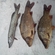 Carp
