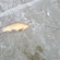 Tench