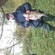 Carp bream