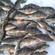Eurasian perch