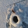 Eurasian perch