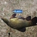 Tench