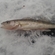 Pike perch