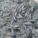 Silver Bream
