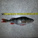 Eurasian perch
