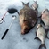 Carp bream