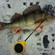 Eurasian perch
