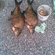 Carp bream