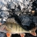 Eurasian perch