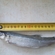 European smelt
