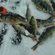 Eurasian perch