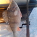 Eurasian perch