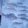 Eurasian perch