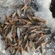 Eurasian perch