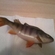 Eurasian perch