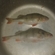 Eurasian perch