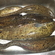 Burbot