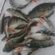Eurasian perch