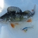 Eurasian perch