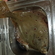 European plaice