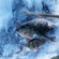 Eurasian perch