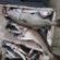 Atlantic cod