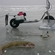 Burbot