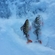 Eurasian perch
