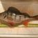 Eurasian perch