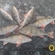 Eurasian perch