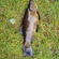 Tench