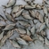 Carp bream