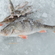 Eurasian perch