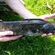 Wels catfish
