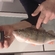 Eurasian perch