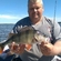 Eurasian perch
