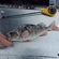 Eurasian perch