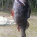 Eurasian perch
