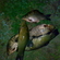 Prussian carp