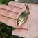 Crucian carp