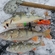 Eurasian perch