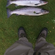 Atlantic salmon