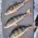 Eurasian perch