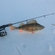Eurasian perch