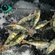 Eurasian perch