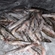 European smelt