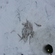 European smelt