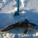 Burbot