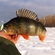 Eurasian perch